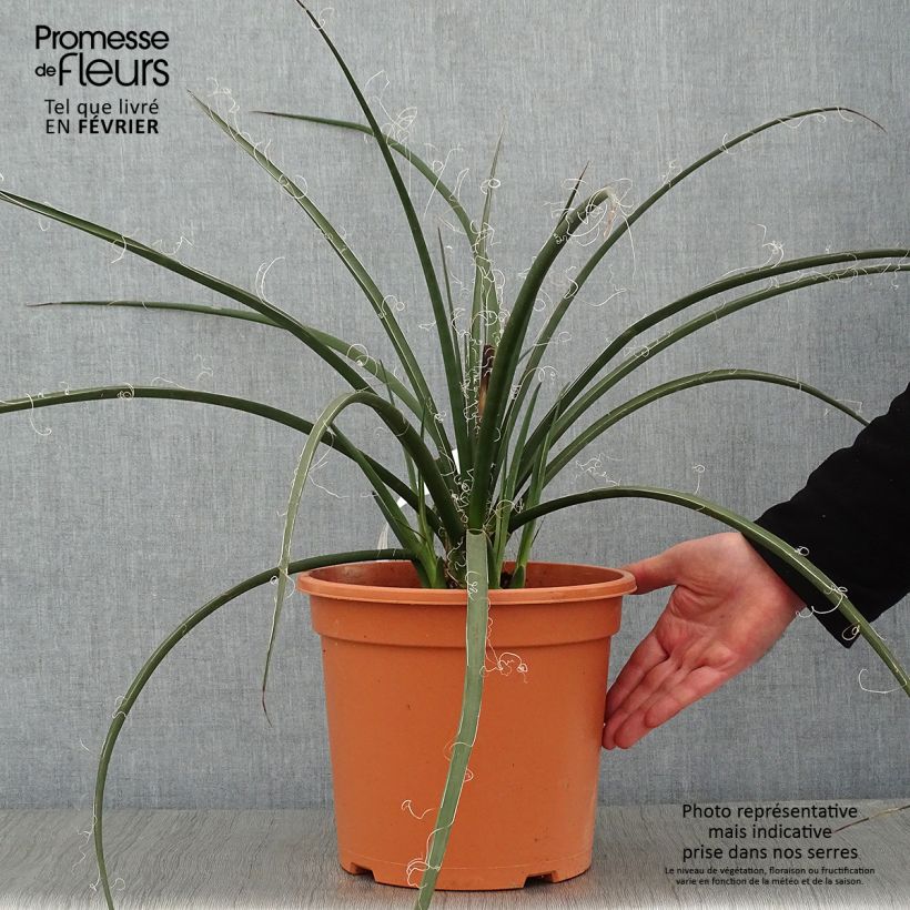 Amostra de Hesperaloe parviflora - Yucca rouge Vaso de 7,5 L/10 L tal como entregue no inverno