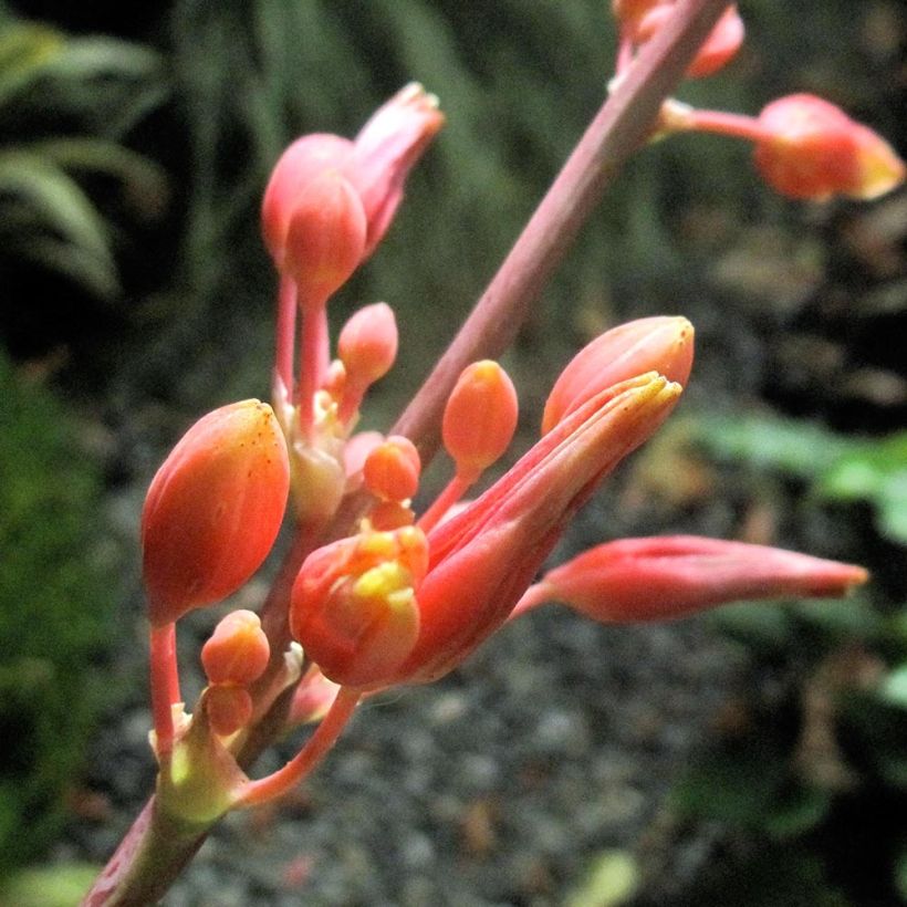 Hesperaloe parviflora Rose des Sables (Floração)
