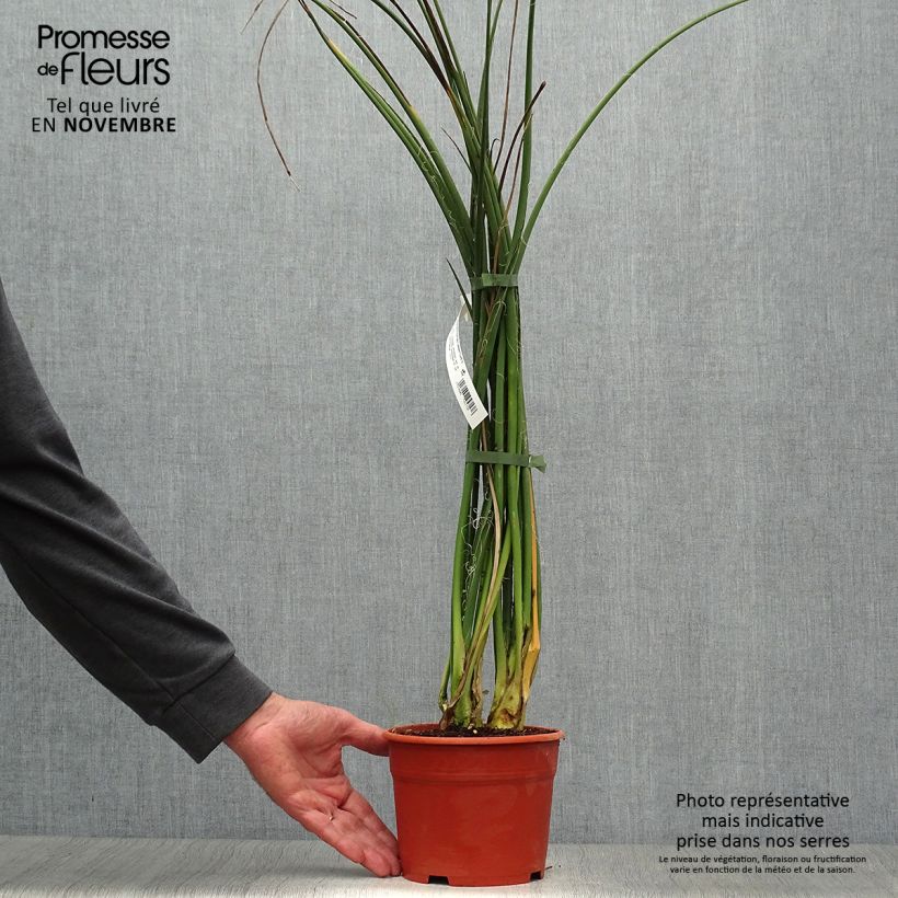 Amostra de Hesperaloe parviflora Rose des Sables Vaso de 2 L/3 L tal como entregue no outono