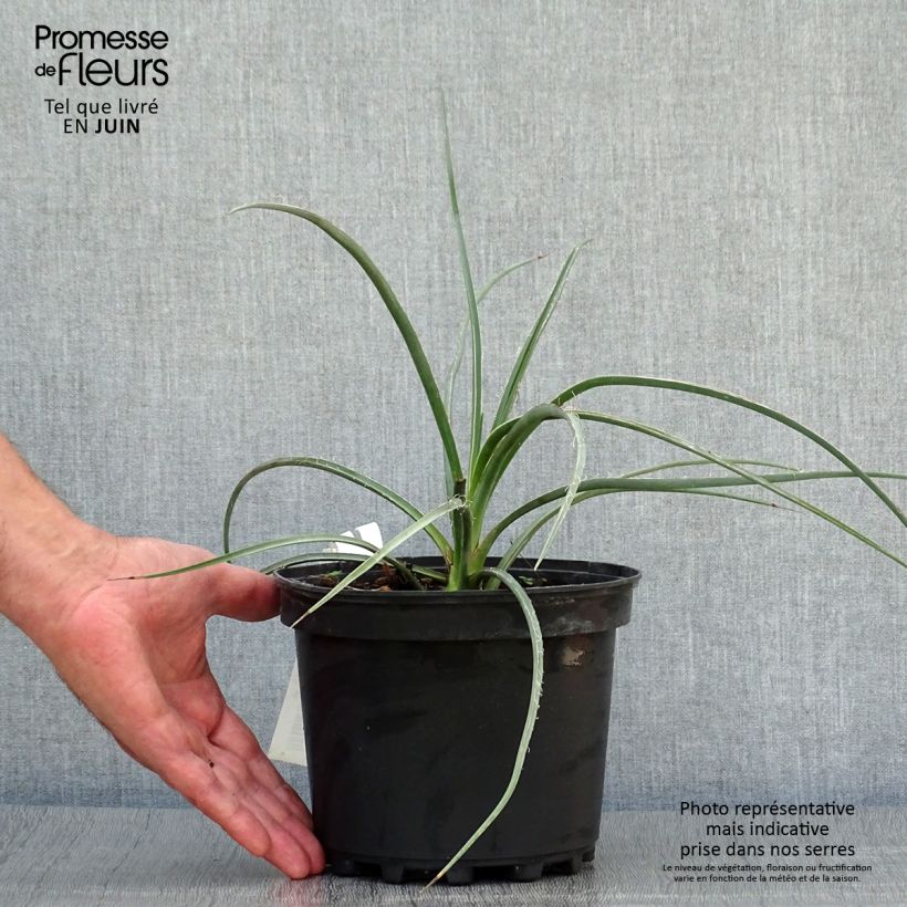 Amostra de Hesperaloe parviflora Rose des Sables Vaso de 2 L/3 L tal como entregue no verão