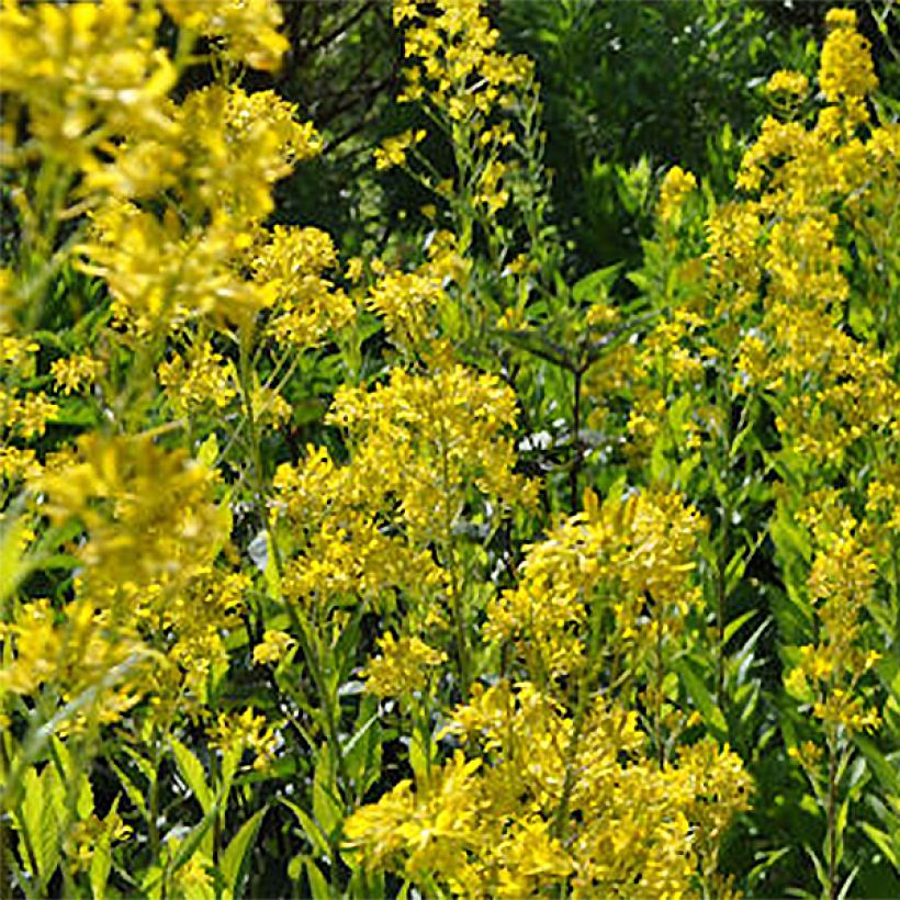 Hesperis lutea (Floração)