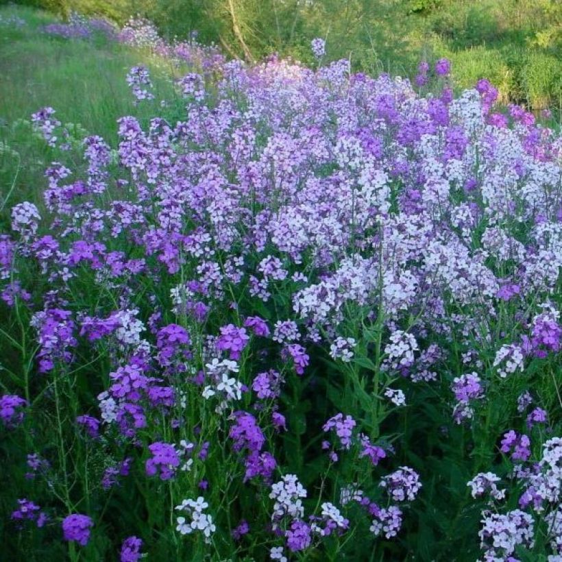 Hesperis matronalis (Hábito)