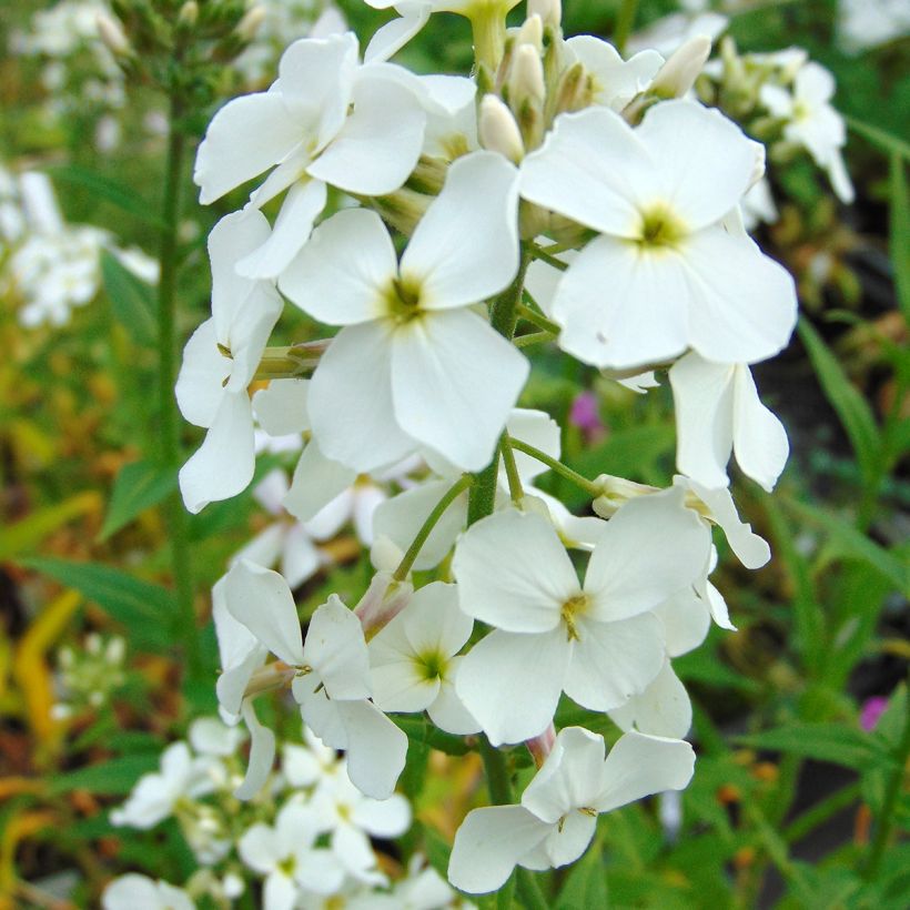 Hesperis matronalis Alba (Floração)