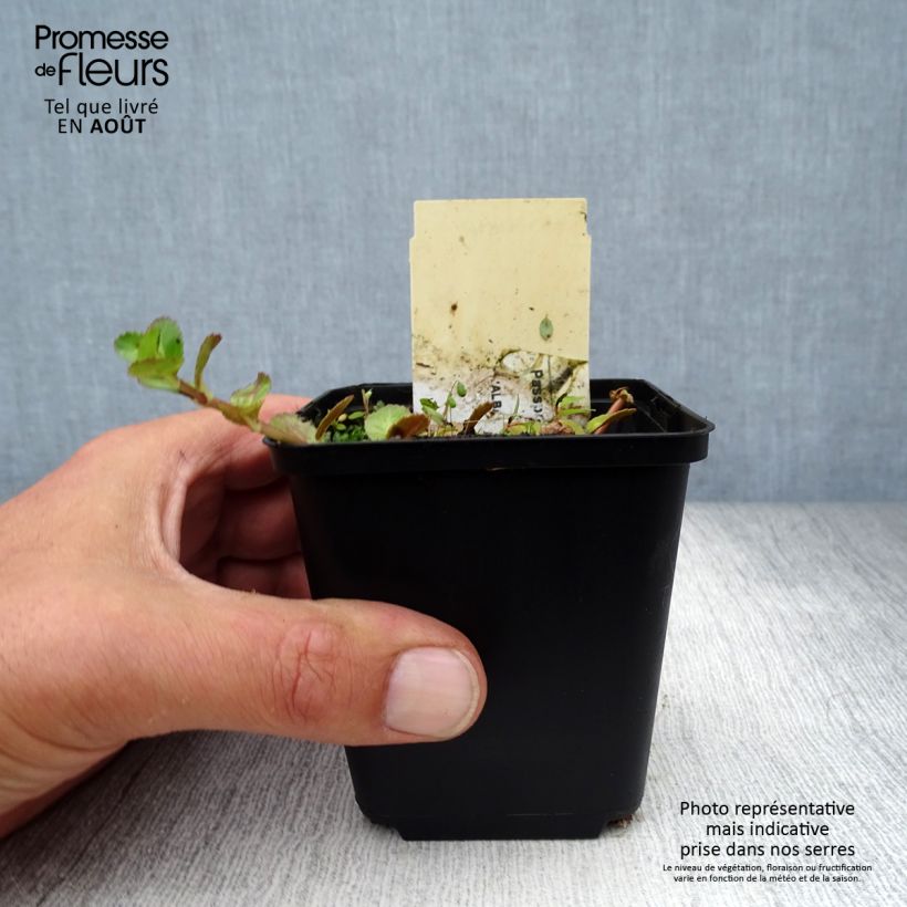 Amostra de Hesperis matronalis Alba Vaso de 8/9 cm tal como entregue no verão