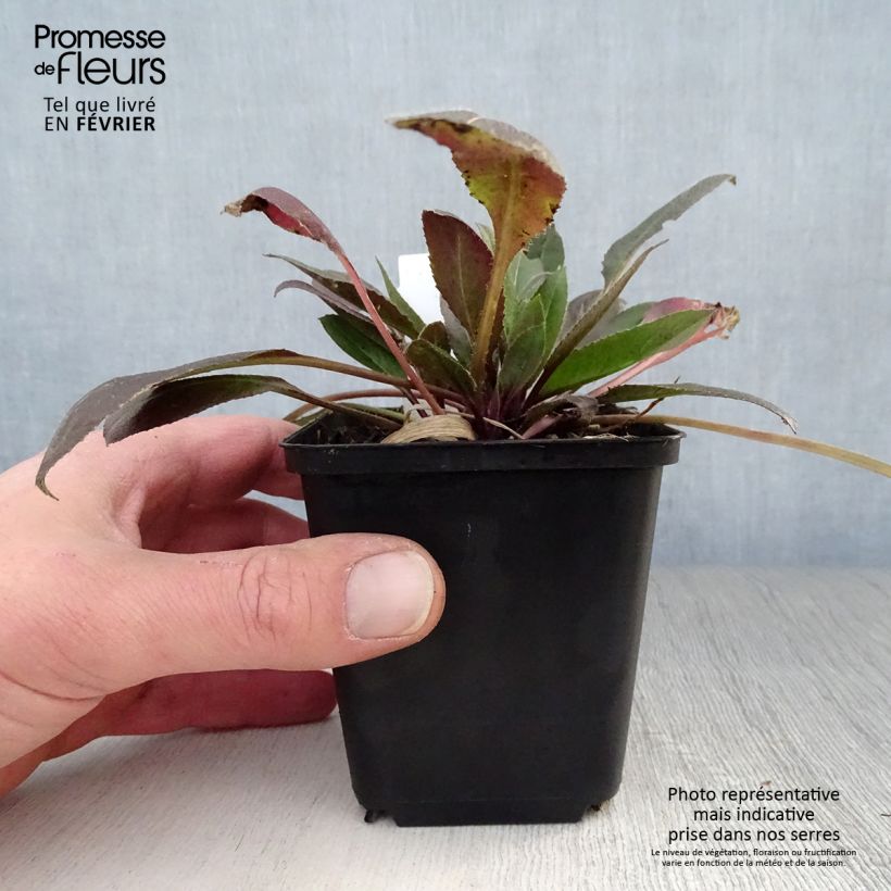 Amostra de Hesperis matronalis Alba Vaso de 8/9 cm tal como entregue no inverno