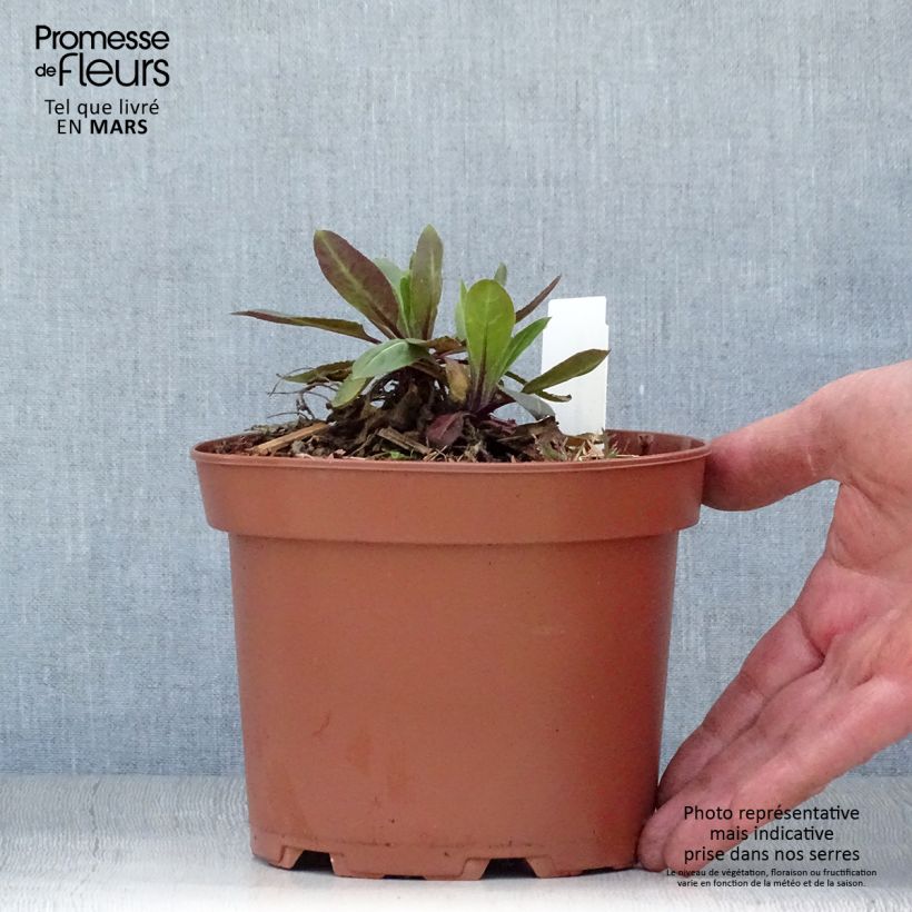 Amostra de Hesperis matronalis Alba Vaso de 2 L/3 L tal como entregue na primavera