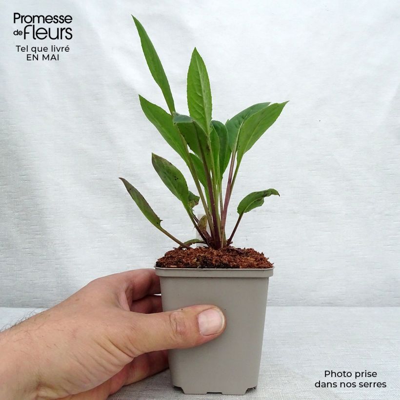 Amostra de Hesperis matronalis Alba Vaso de 8/9 cm tal como entregue na primavera