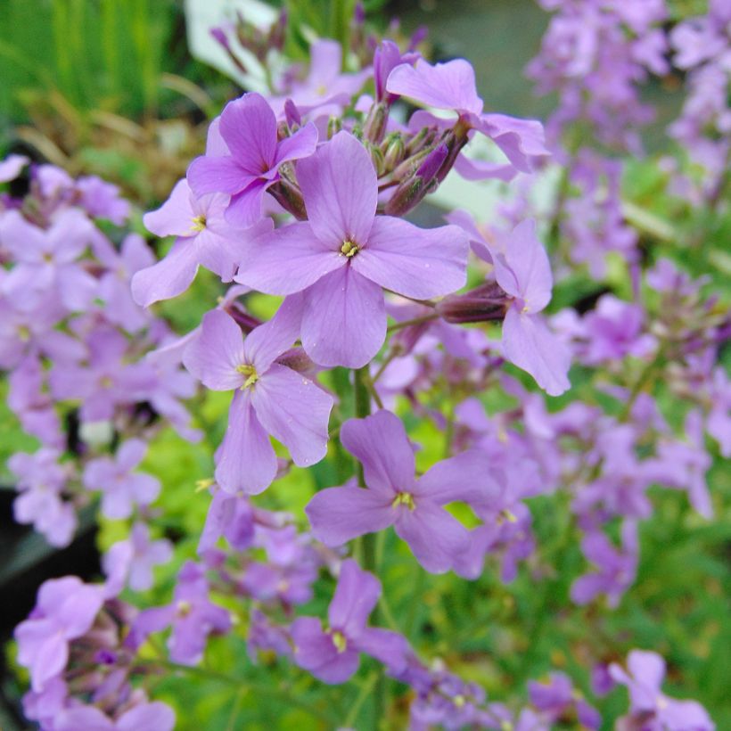 Hesperis matronalis (Floração)