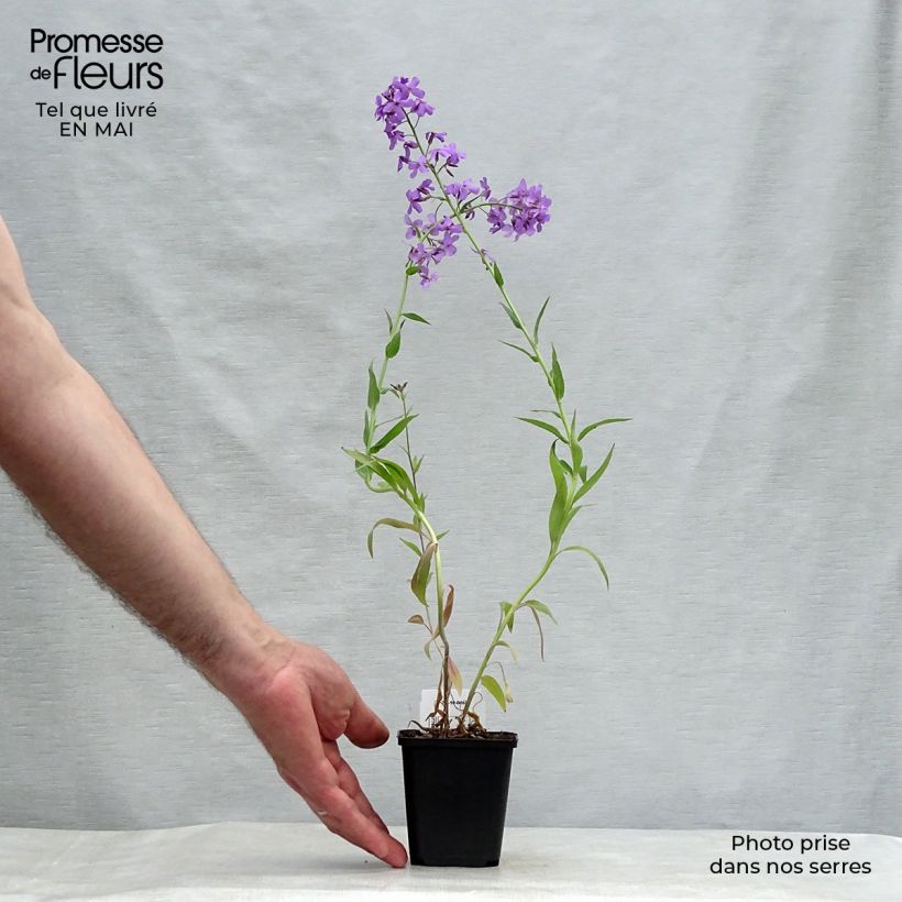 Amostra de Hesperis matronalis Vaso de 8/9 cm tal como entregue na primavera