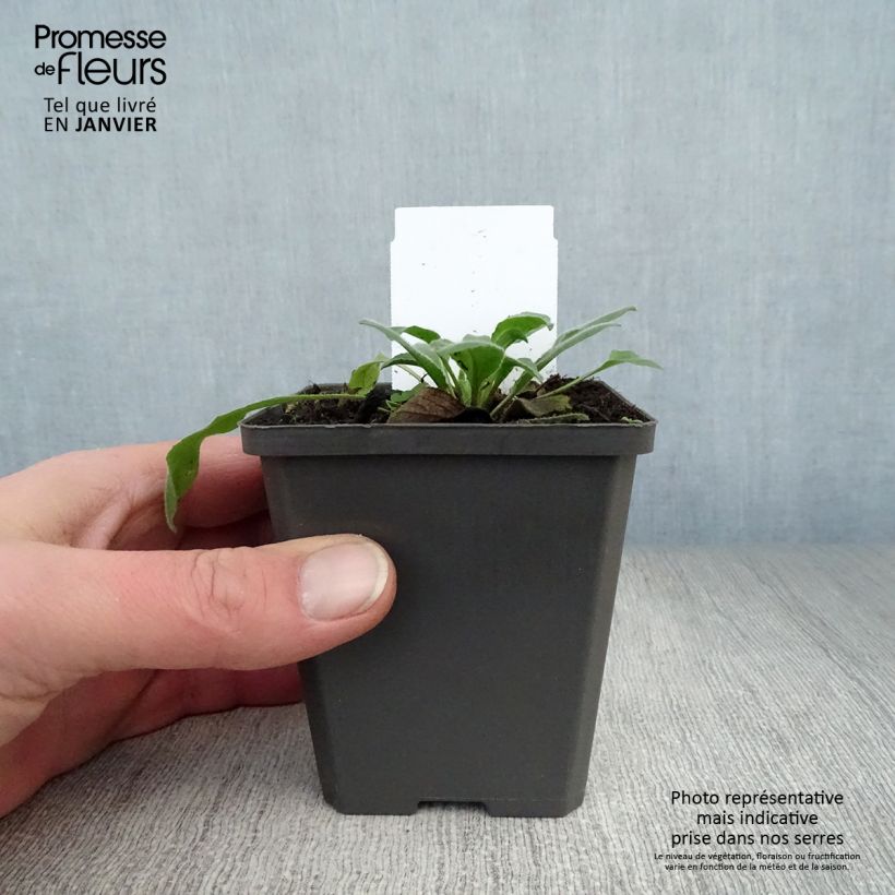 Amostra de Hesperis matronalis Vaso de 8/9 cm tal como entregue no inverno