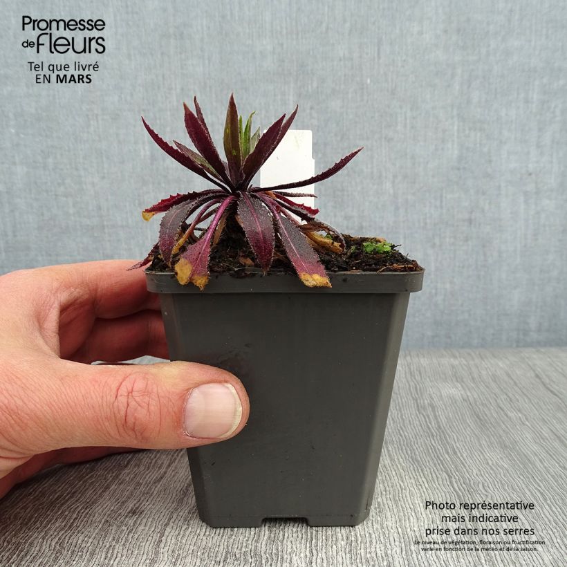 Amostra de Hesperis matronalis var. albiflora Alba Plena Vaso de 8/9 cm tal como entregue no inverno