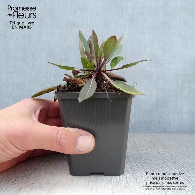 Amostra de Hesperis matronalis var. albiflora Alba Plena Vaso de 8/9 cm tal como entregue na primavera