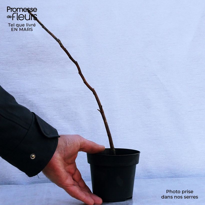 Amostra de Fagus sylvatica Vaso de 8/9 cm tal como entregue na primavera