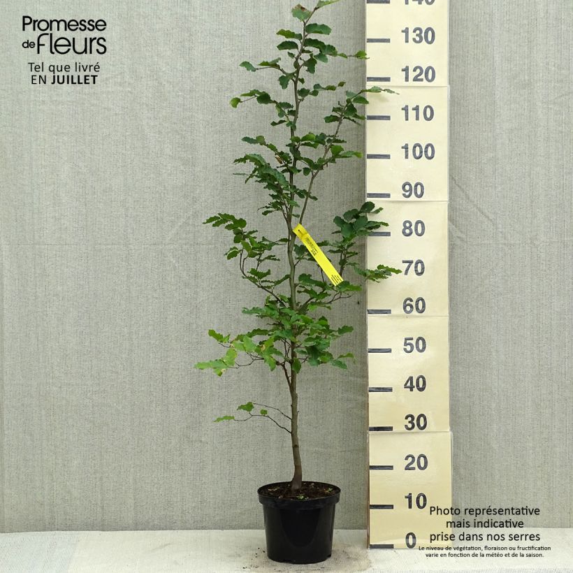 Amostra de Fagus sylvatica Vaso de 2 L/3 L tal como entregue no verão