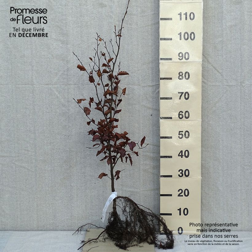 Amostra de Fagus sylvatica Raízes nuas tal como entregue no inverno