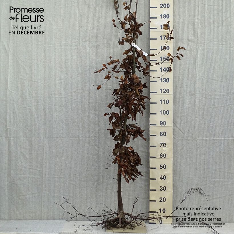 Amostra de Fagus sylvatica Raízes nuas tal como entregue no inverno