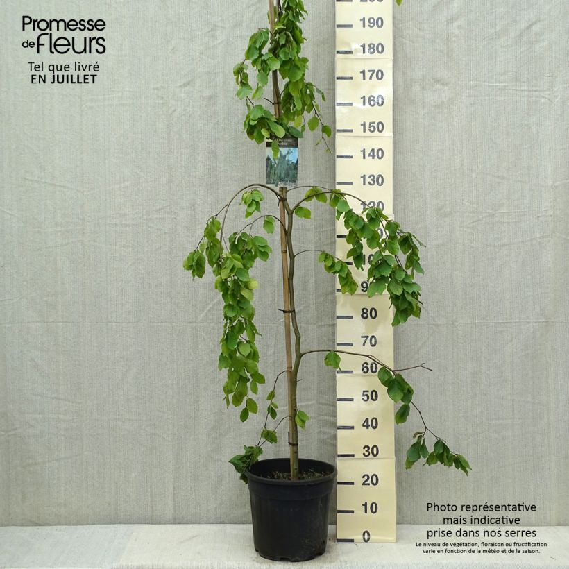 Amostra de Faia Pendula Vaso de 18 L/20 L tal como entregue no verão