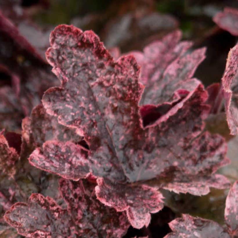 Heucherella Berry Fizz (Folhagem)