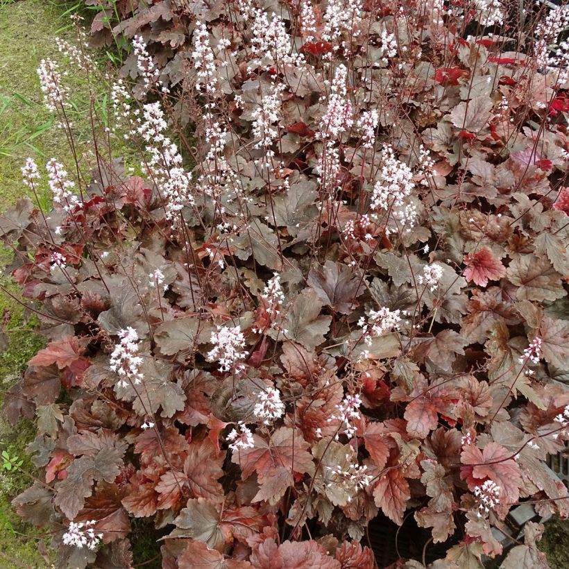 Heucherella Berry Fizz (Hábito)