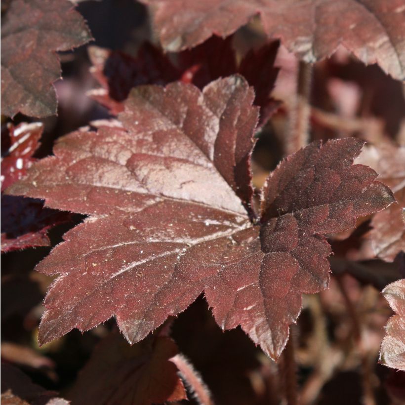 Heuchera Blackout (Folhagem)