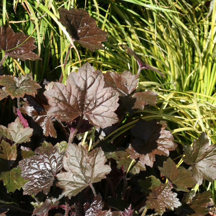 Heuchera Blackout (Hábito)