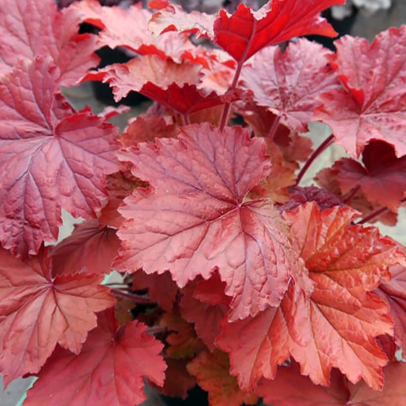 Heuchera Bloody Dinosaur (Folhagem)