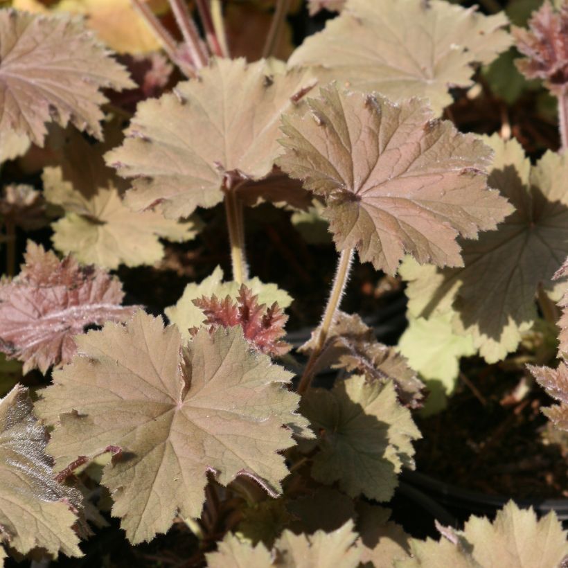 Heuchera villosa Bronze Beauty (Folhagem)
