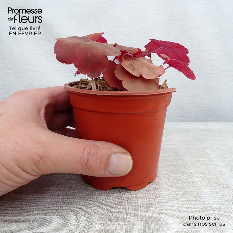 Amostra de Heuchera Caribbean Sea Vaso de 8/9 cm tal como entregue no inverno