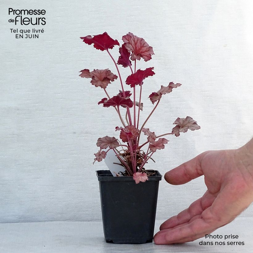 Amostra de Heuchera Caribbean Sea Vaso de 8/9 cm tal como entregue no verão