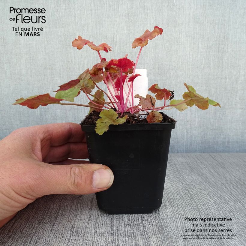 Amostra de Heuchera Caribbean Sea Vaso de 8/9 cm tal como entregue na primavera