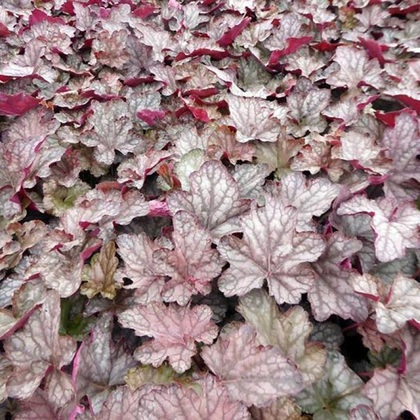 Heuchera Cascade Dawn (Folhagem)