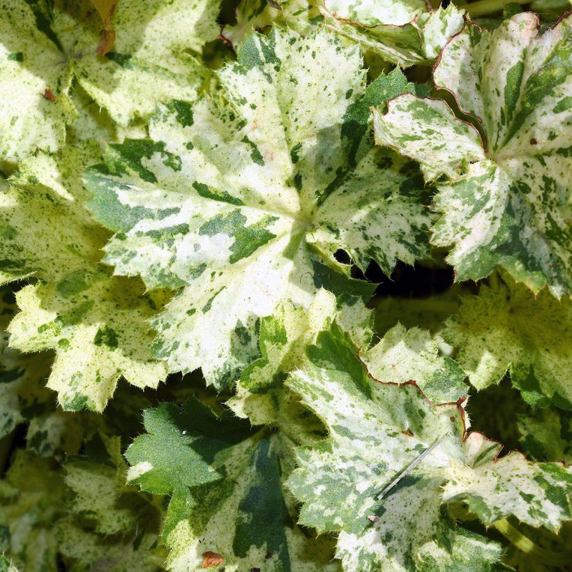 Heuchera sanguinea Coral Cloud (Folhagem)