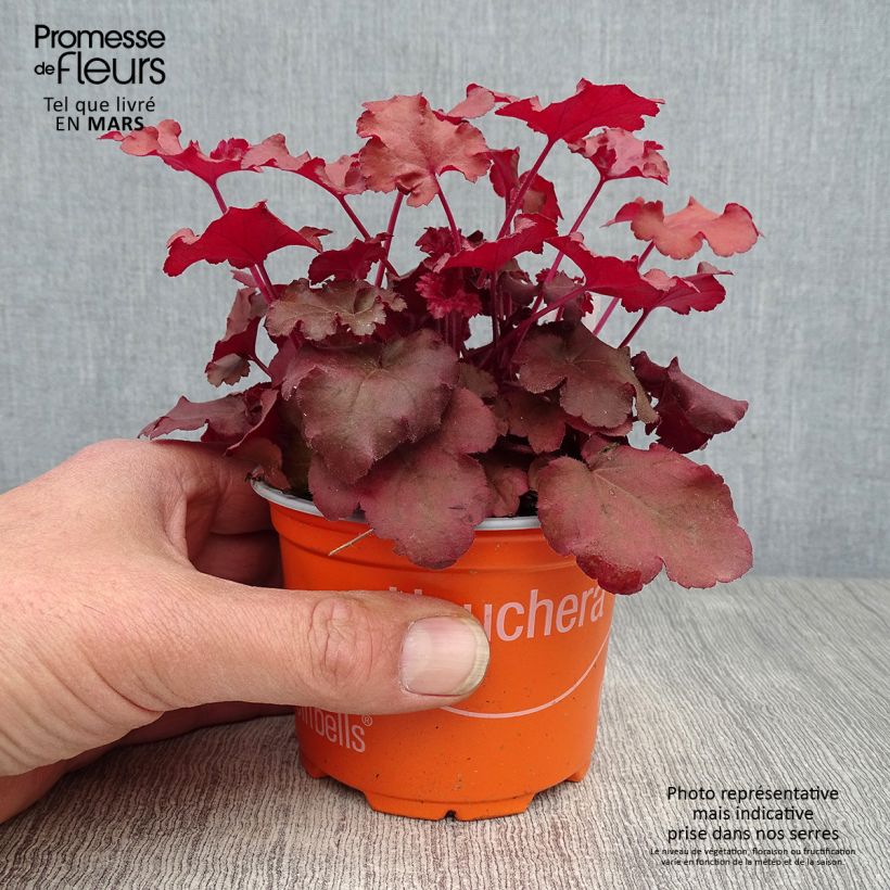 Amostra de Heuchera Coral Sea Vaso de 8/9 cm tal como entregue na primavera