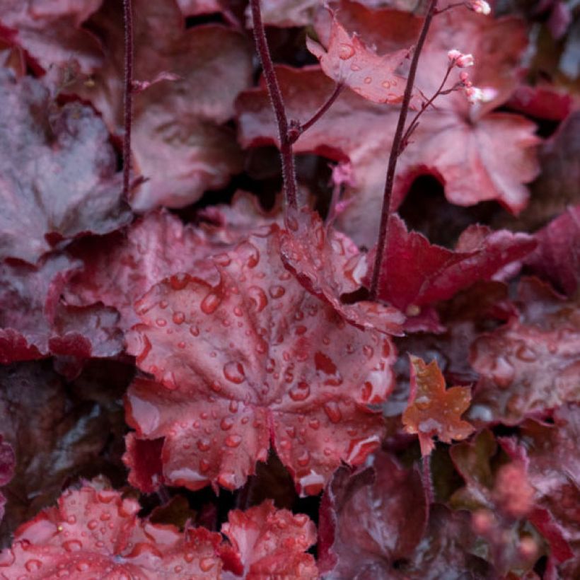 Heuchera Fire Chief (Folhagem)