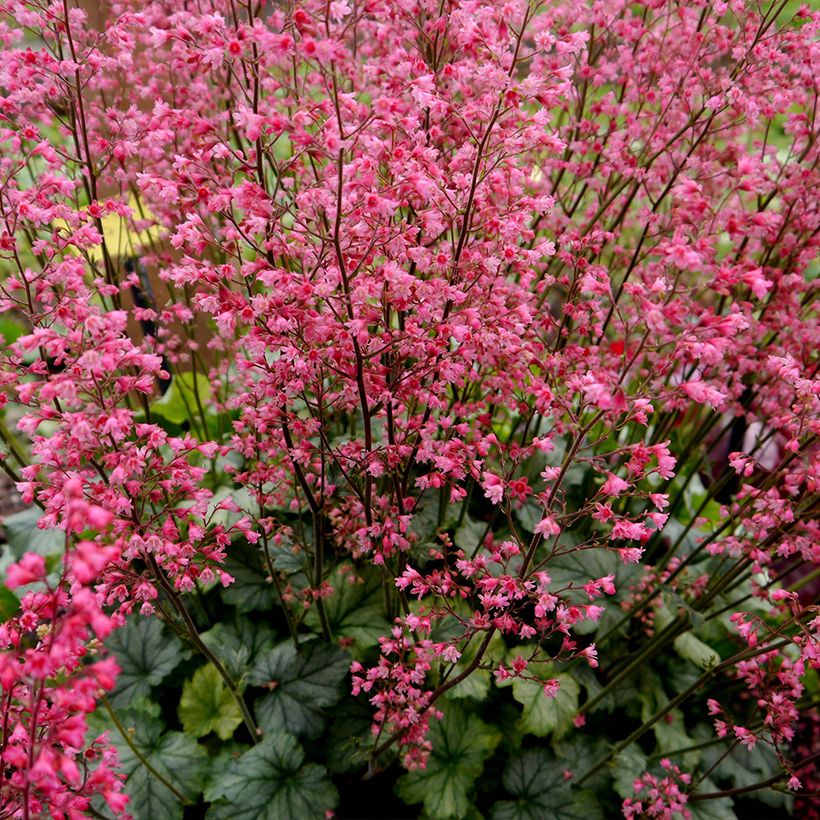 Heuchera Flower Power (Hábito)