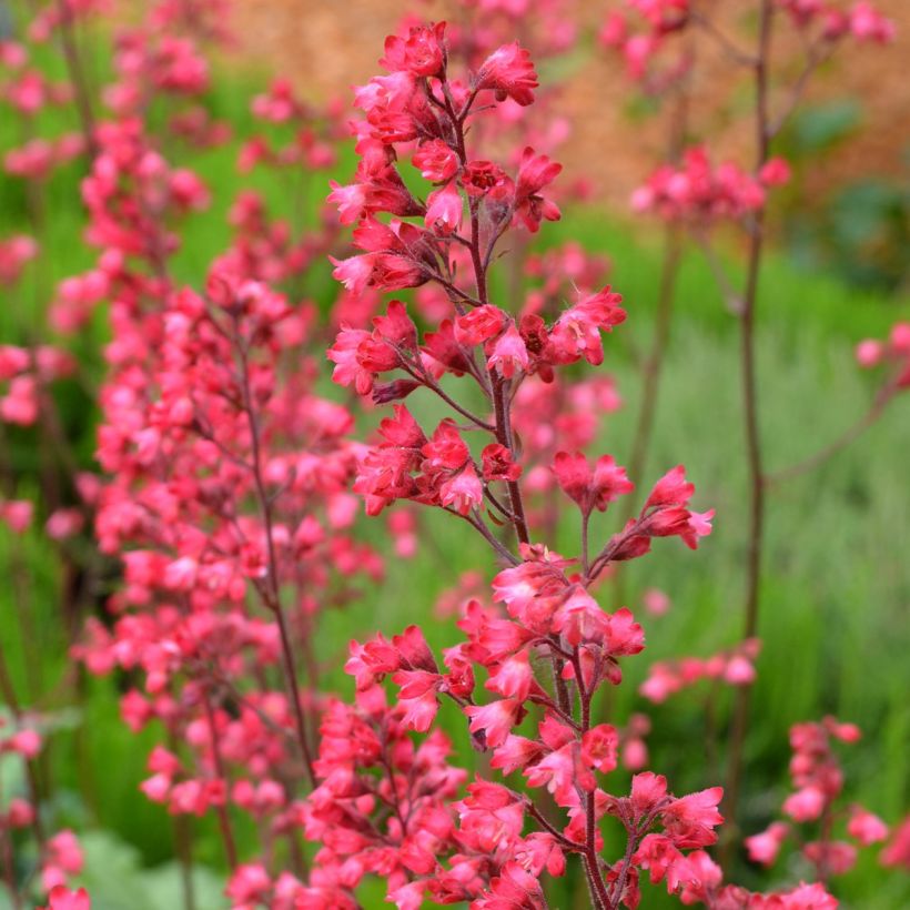 Heuchera Flower Power (Floração)