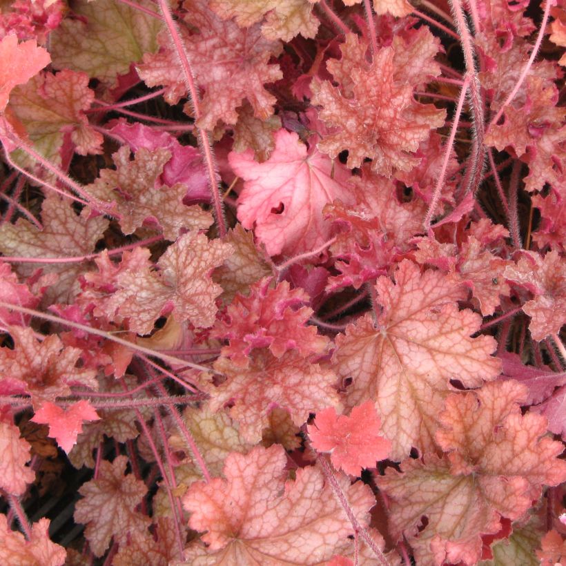 Heuchera Ginger Peach (Folhagem)