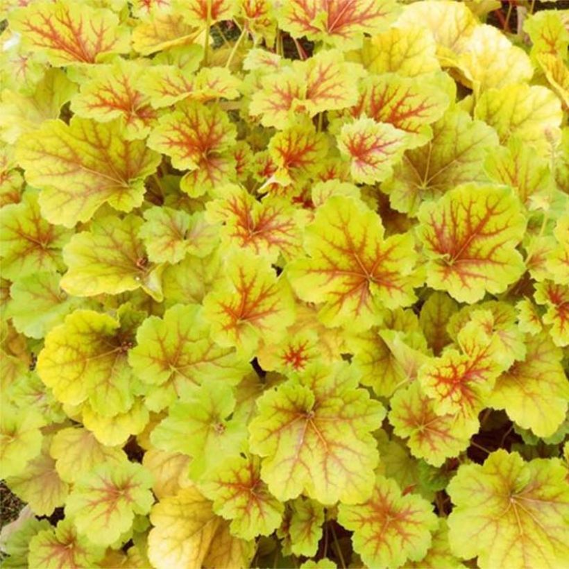 Heuchera Happy Flames (Folhagem)