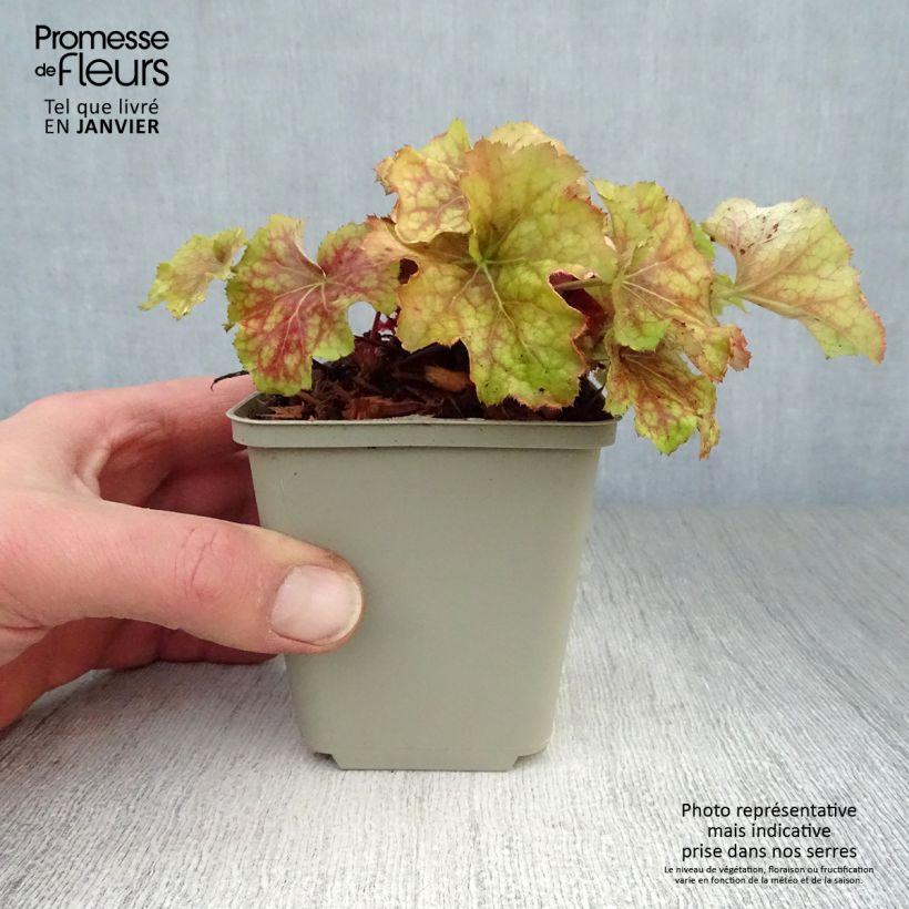 Amostra de Heuchera Happy Flames Vaso de 8/9 cm tal como entregue no inverno