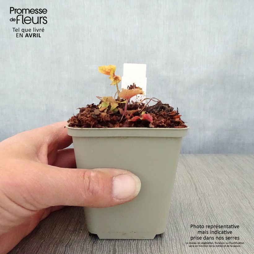 Amostra de Heuchera Happy Flames Vaso de 8/9 cm tal como entregue na primavera