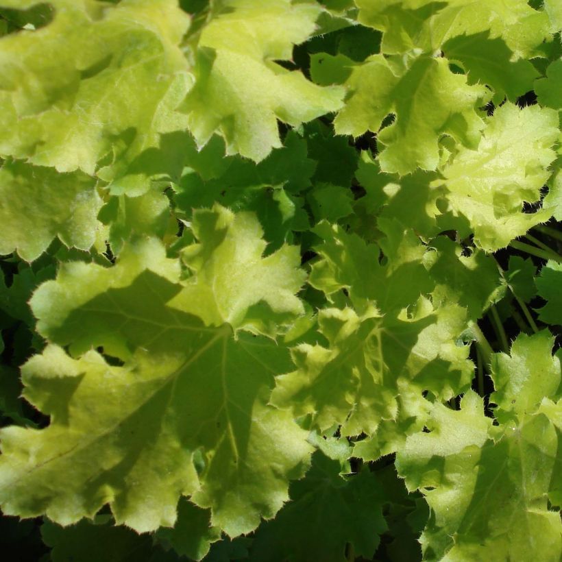 Heuchera Lime Rickey (Folhagem)