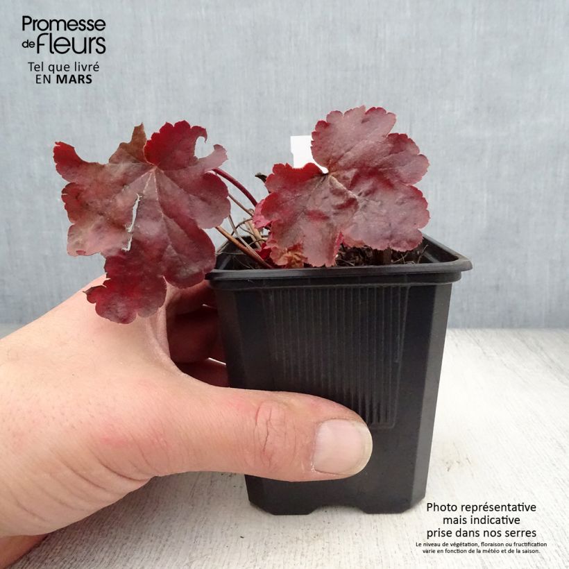 Amostra de Heuchera Little Cutie Blondie Vaso de 8/9 cm tal como entregue na primavera
