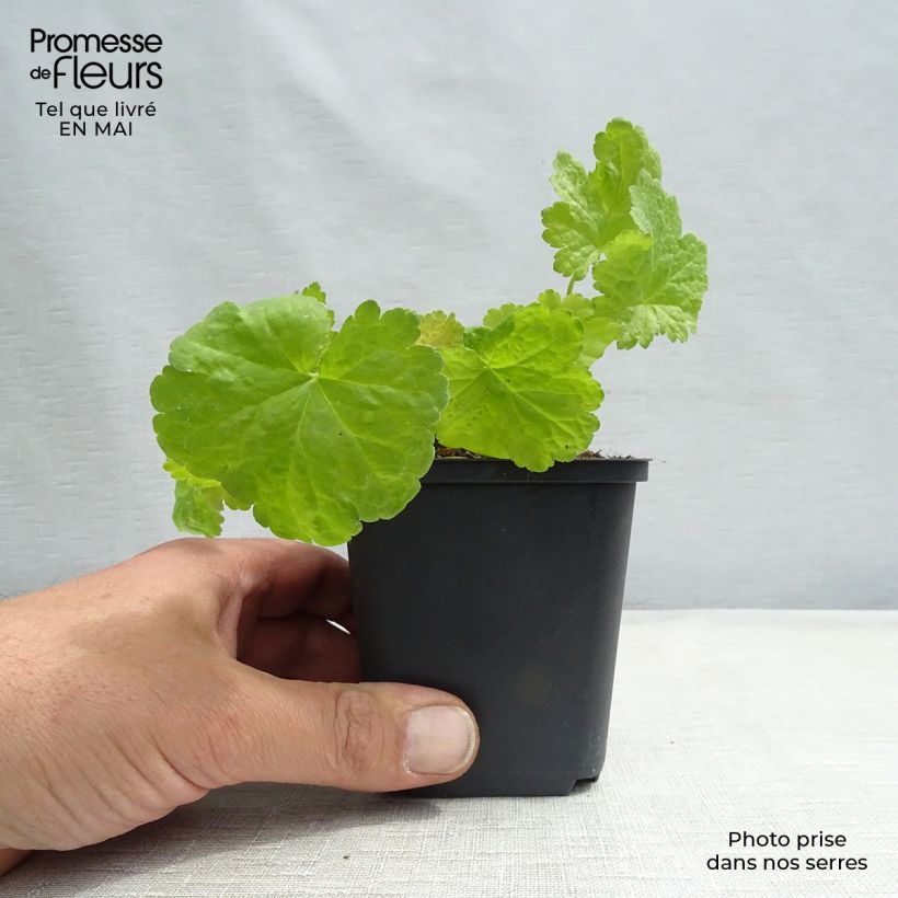 Amostra de Heuchera Little Cuties Sweet Tart Vaso de 8/9 cm tal como entregue na primavera