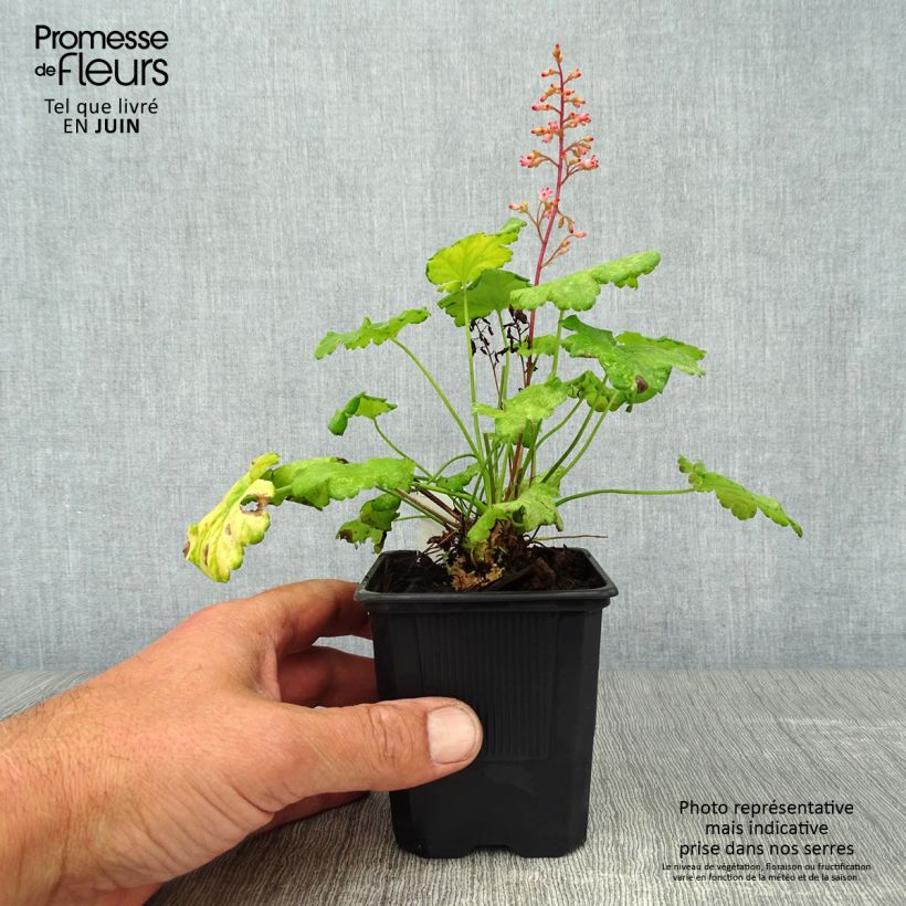 Amostra de Heuchera Little Cuties Sweet Tart Vaso de 8/9 cm tal como entregue no verão