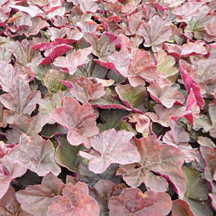 Heuchera villosa Magnum (Folhagem)