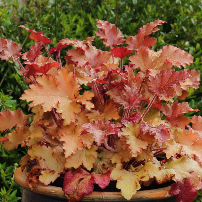 Heuchera Marmelade (Hábito)