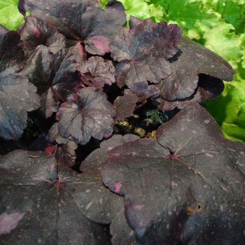 Heuchera Midnight Rose (Folhagem)