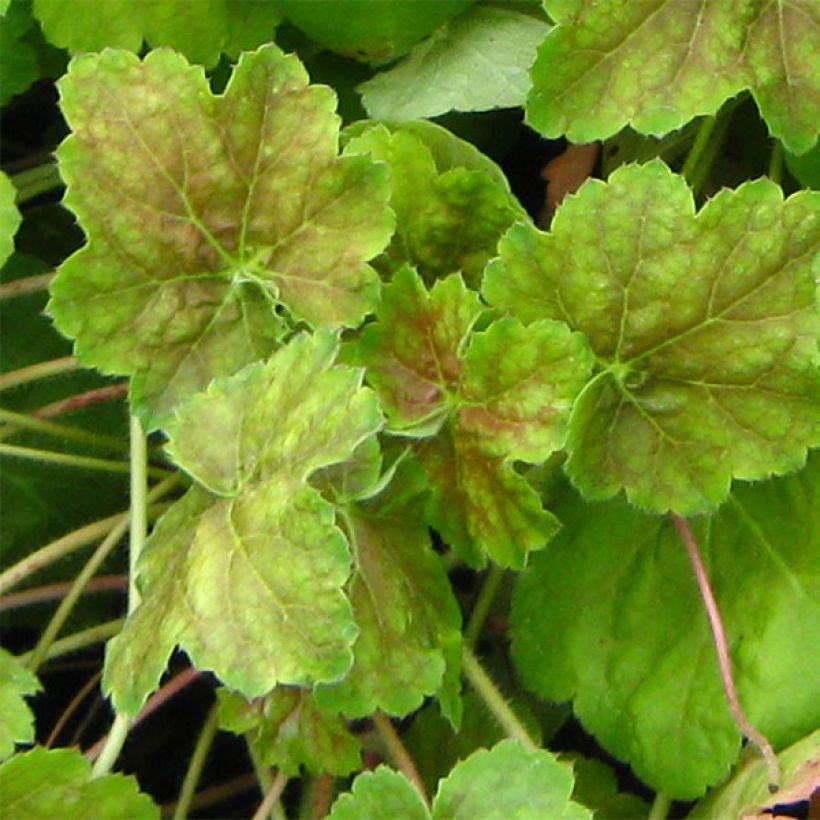 Heuchera Miracle (Folhagem)