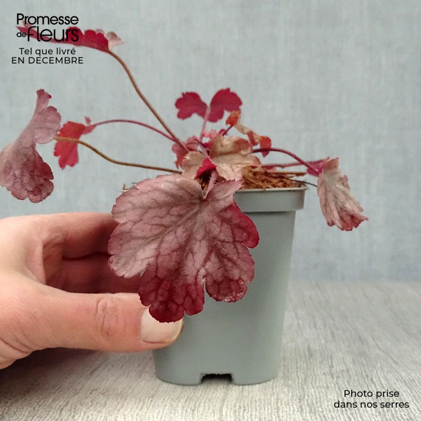 Amostra de Heuchera Peach Flambé Vaso de 8/9 cm tal como entregue no inverno