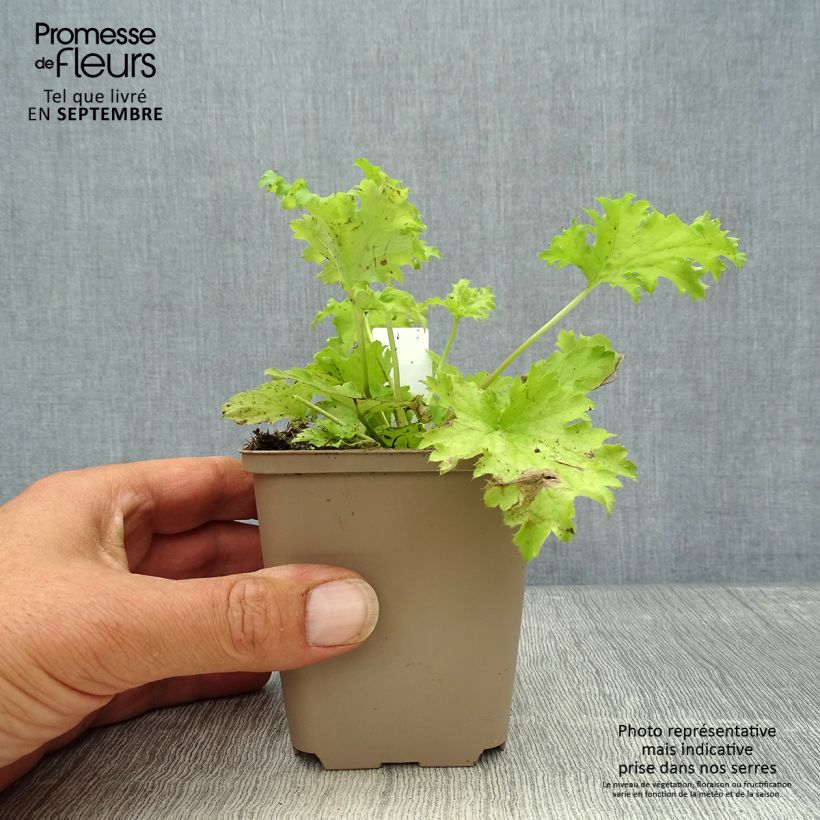 Amostra de Heuchera Pear Crisp - Sino-de-coral Vaso de 8/9 cm tal como entregue no outono